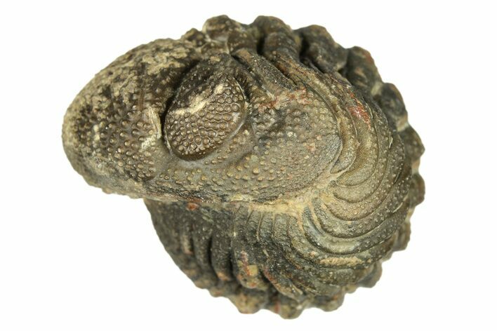 Long, Bumpy Enrolled Morocops Trilobite - Morocco #269193
